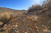 Panamint Rattlesnake (Crotalus stephensi), Central east California, S.W. Nevada.