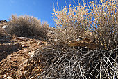 Panamint Rattlesnake (Crotalus stephensi), Central east California, S.W. Nevada.