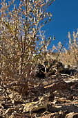 southern desert horned lizard (Phrynosoma platyrhinos calidiarum) S.E. California, S. Nevada, W. Arizona, S.W. Utah.
