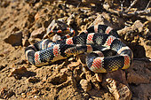 Western long-nosed snake (Rhinocheilus lecontei lecontei), S.W. USA., N.W. Mexico