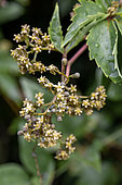Parthenocissus sp. flowers, Vaucluse, France
