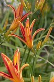 Orange day-lily (Hemerocallis fulva)