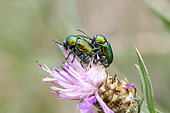 Leaf beetle (Cryptocephalus sp.), pair mating on Centaury (Centaurea sp.), Vaucluse, France