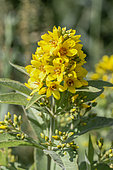 Yellow loosestrife (Lysimachia vulgaris), Vaucluse, France