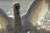 Mute Swan (Cygnus olor) landing on the water, wings open, Alsace, France