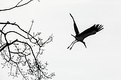 White stork (Ciconia ciconia) flying, Alsace, France