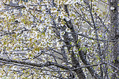 Green Woodpecker (Picus viridis) in a cherry blossom, Vosges, Alsace, France
