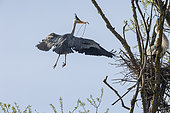 Grey Heron (Ardea cinerea) transporting a branch to make its nest, Alsace, France