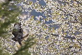 Western-steppe Buzzard (Buteo buteo) taking off from a cherry blossom, Alsace, France