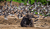 Buffalo is lying on the ground against the background of a big flock of African skimmer (Rynchops flavirostris). Uganda. East Africa.