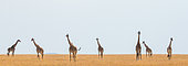 Girafe Masaï (Giraffa camelopardalis tippelskirchi) groupe dans la savane. Kenya. Tanzanie.