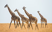 Group of giraffes (Giraffa camelopardalis tippelskirchi) in savanna. Kenya. Tanzania. East Africa.
