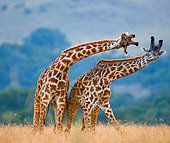 Girafe Masaï (Giraffa camelopardalis tippelskirchi) combat dans la savane. Kenya. Tanzanie.