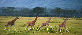 Four baby giraffes (Giraffa camelopardalis tippelskirchi) are running across the savannah. Close-up. Kenya. Tanzania. East Africa.