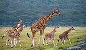 Group of giraffes (Giraffa camelopardalis tippelskirchi) in the savanna. Kenya. Tanzania. East Africa.