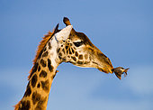 Portrait of a giraffe (Giraffa camelopardalis tippelskirchi) with a oxpeckers. Kenya. Tanzania. East Africa.