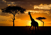 Girafe Masaï (Giraffa camelopardalis tippelskirchi) dans la savane au coucher du soleil. Kenya. Tanzanie.