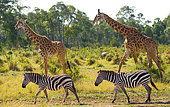 Two giraffes (Giraffa camelopardalis tippelskirchi) in savannah with zebras. Kenya. Tanzania. East Africa.