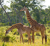 Male and female giraffes (Giraffa camelopardalis tippelskirchi) in the mating season in the savannah. Kenya. Tanzania. East Africa.