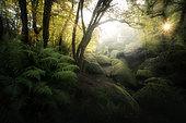 Rocky Chaos in the Huelgoat Forest, Finistère, Brittany, France