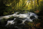 Silver River in fall in Huelgoat forest, Finistère, Brittany, France