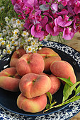 Flat peaches (Prunus persica var. platycarpa), sweet pea flowers (Lathyrus odoratus) and white asters, summer fruits in a dish