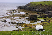 Agonising gannet (Morus bassanu), victim of bird flu, on the Shetland Islands