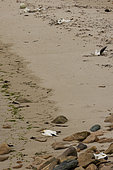 Dead gannet (Morus bassanu) victim of bird flu, Shetland Islands, Scotland