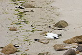 Dead gannet (Morus bassanu) victim of bird flu, Shetland Islands, Scotland