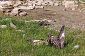 Dead Great skua (Stercorarius skua) victim of bird flu, Shetland Islands, Scotland