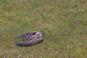 Dead Great skua (Stercorarius skua) victim of bird flu, Shetland Islands, Scotland