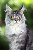 Portrait of a kitten Maine Coon aged 4 months