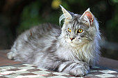 Kitten Maine Coon lying on a table