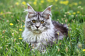 Portrait of a kitten Maine Coon aged 4 months lying in the grass