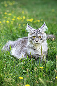 Kitten Maine Coon lying in the grass