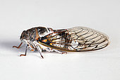Common cicada (Lyristes plebejus) on white background in studio