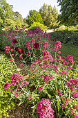 Red Valerian (Centranthus ruber) and Herbaceous peony (Paeonia lactiflora) 'Kansas' Breeder : Bigger 1940 in bloom in spring