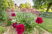 Herbaceous peony (Paeonia lactiflora) 'Kansas' Breeder : Bigger 1940 and Red Valerian (Centranthus ruber) in bloom in spring