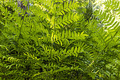 Royal fern (Osmunda regalis) in spring