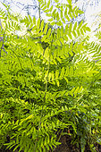 Royal fern (Osmunda regalis) in spring