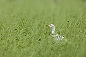 Cattle Egret (Bubulcus ibis) walking in a sheep coat, Provence, France