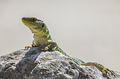 Ocellated lizard (Timon lepidus) on a rock, Provence, France