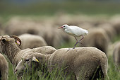Cattle Egret (Bubulcus ibis) walking on a sheep , Provence, France