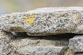 Moorish Wall Gecko (Tarentola mauritanica) on Glanum archaeological remains, Provence, France