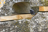 Rougequeue noir (Phoenicurus ochruros) sur des vestiges archéologiques, site de Glanum, Provence, France