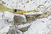 Black Redstart (Phoenicurus ochruros) on a rock, Glanum, Provence,France