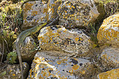 Ocellated lizard (Timon lepidus) on Glanum archaeological remains, Provence, France