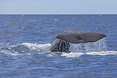 Tail of Sperm whale (Physeter macrocephalus). Vulnerable (IUCN). The sperm whale is the largest of the toothed whales. Sperm whales are known to dive as deep as 1,000 meters in search of squid to eat. Azores, Portugal, Atlantic Ocean.
