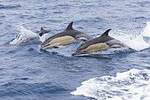 Common dolphin (Delphinus delphis) jumping over the waves. They are the most abundant cetacean in the world, with a global population of about six million, Horta island (Faial), Azores, Portugal, Atlantic ocean