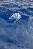 The Portuguese man o' war (Physalia physalis), also known as the man-of-war, a marine hydrozoan floating on the surface. Azores, Portugal, Atlantic Ocean.